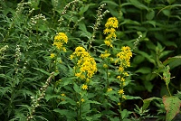 �~���}�A�L�m�L�����\�E�B�㍂�n������ɂ�����̂�肱����܂肵�Ă���B