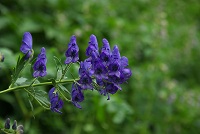 �~���}�g���J�u�g