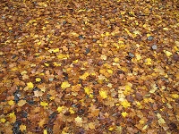 ���_�ى��̓��ɂ͂�������Ɨ����t���I