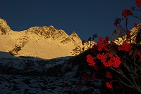 �i�i�J�}�h�ƃ����Q�����[�g�̕䍂�B