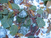 ���ɂ��ė��������낢��ȗt���ρB