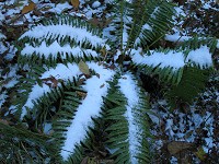 �������̕��ł�����ȂɐႪ����܂����B