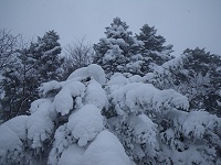 �g�h�}�c�ɒ��Ⴕ���p�������ł��I�I