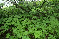 �V���l�A�I�C�̑�Q���B���̎ʐ^�͈̔͂����łȂ����̂������ʂɐ����Ă����B