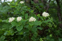 �}���o�V���c�P