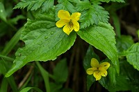 ���߂Č����P�G�]�L�X�~���I�I