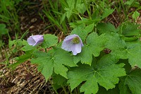 �V���l�A�I�C