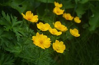 �V�i�m�L���o�C