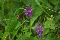 �n�N�T���`�h��