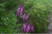 �n�b�R�E�_�V�I�K�}�B���c�o�V�I�K�}���傫����B