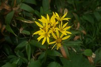 �}���o�_�P�u�L