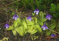 ���V�g���X�~��