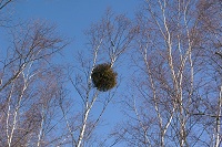 �؂̎}�Ƀ��h���M���ۂ������`�����Ă��Ėʔ����B