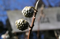 �Ȃ�̉Ԃ̓~�肩�ȁH�H�B