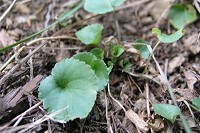 �^�`�c�{�X�~���̓~�t�B