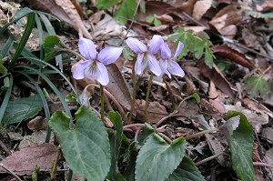 �i�K�o�m�X�~���T�C�V��