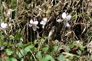 ������ׂ܂������A�I�g���X�~���ɋ߂��̂̊��������܂��B