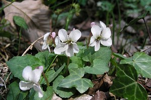 �}���o�X�~��