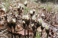 �q�g���V�Y�J�̌Q���B