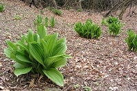 ����ȂƂ���Ƀo�C�P�C�\�E�̑�Q���I�I