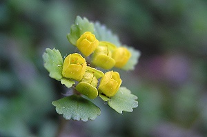 �R�K�l�l�R�m���\�E�B������ƃt�@���ɂȂ肻���ł��B