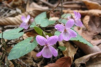 �i�K�o�m�X�~���T�C�V��