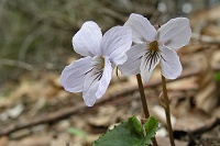 �q�i�X�~���͂��Ȃ葽���ł��B