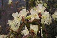 ���ΐF�̃q�J�Q�c�c�W�B