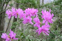 �r���炢�Ă��~�c�o�c�c�W�̐Ԏ����Y��ł����B