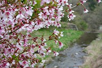 �o�R���ɍ炢�Ă��}���U�N���B