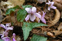 �t�C���q�i�X�~���B���̎R�̓X�~���͏��Ȃ��݂����H