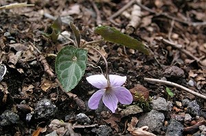 ���ꂪ�t�W�X�~�����I�I