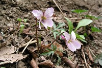 �G�C�U���X�~���������ł��B