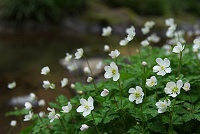 �쉈����򉈂��ɍ炭�j�����\�E�������ł��B�@