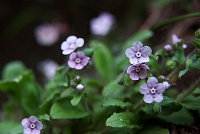 �ʏ�͐������s���N�F�̃��}�����\�E������܂��B