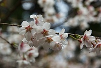 �܂��܂������R���B