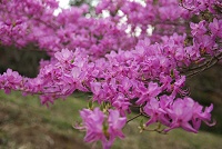 �~�c�o�c�c�W�H�@�Ő����ł͂Ȃ������ł��B