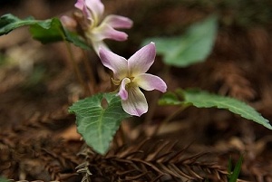 �q�i�X�~��