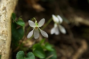 ���ԃ^�`�c�{�X�~��