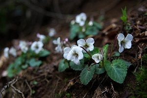 �}���o�X�~��