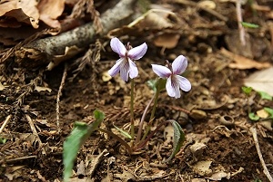 �i�K�o�m�X�~���T�C�V��