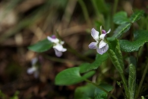 �A�I�C�X�~��