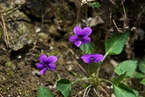 �A�J�l�X�~��