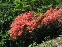 ���}�c�c�W�̃I�����W���N�₩���B