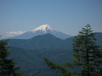 �I�n�A�x�m�R������Ȃɂ������茩���Ă���B