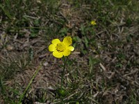 �L���|�E�Q�̒��ԁB�ڍוs���B�~���}�L���|�E�Q�ł͂Ȃ������E�E�E�B