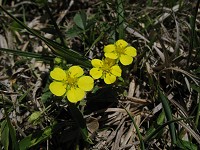 �L�W���V���H