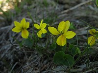 �L�o�i�m�R�}�m�c��