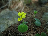 �������肪�ǂ��悤�ŏ�͒Ⴂ�ł��B