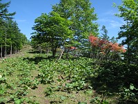 ��{���̔������B���̘e�ɑ�R�����Ă���B